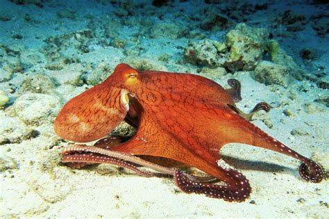 USA, Day Octopus (Octopus Cyanea) on Ocean Floor; Hawaii - Stock Photo ...