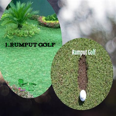 Jual Rumput Hias ,macam-macam Rumput Hias (Rumput Babat,swiss,gajah mini,biasa,golf,peking ...