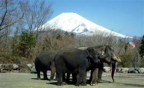 worldstallestpygmy: Fuji Safari park