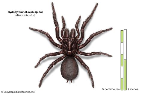 9 of the World’s Deadliest Spiders | Britannica