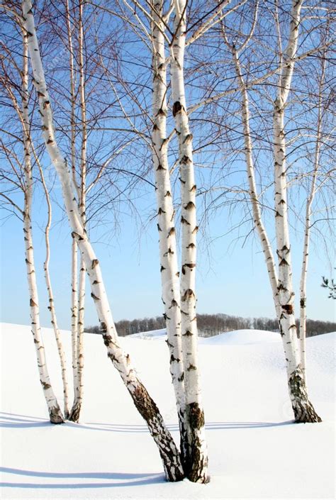 Pin by Elena on Winter.Christmas trees.Christmas. | Birch tree art, Tree photography, Tree art