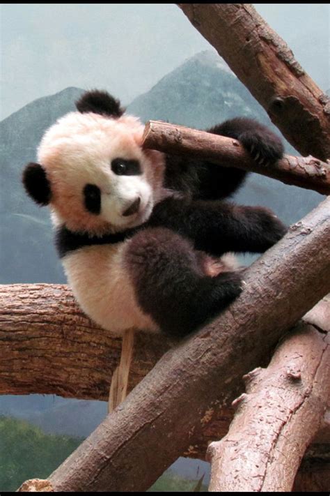 Baby panda in tree | Panda Bears my favorite animal ! | Pinterest