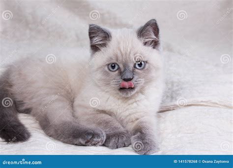 Pets. Cute Little British Shorthair Lilac Kitten. Stock Photo - Image of hair, face: 141578268