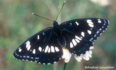 viceroy butterfly - Limenitis archippus (Cramer)