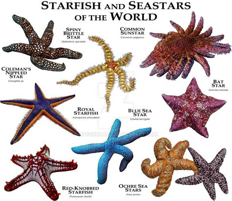 Fine art illustration of various species of the world's starfish and ...