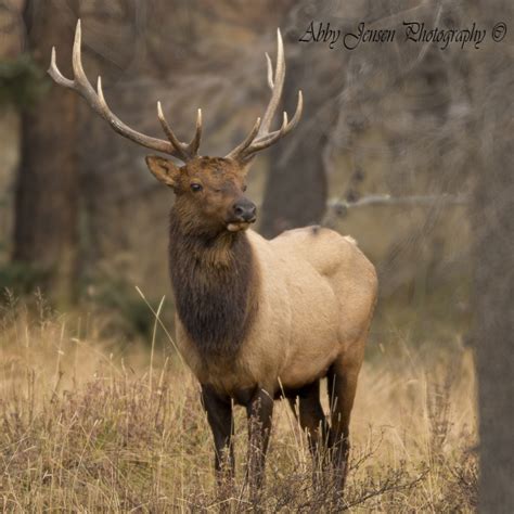 Rocky Mountain Elk – Jensen Photography