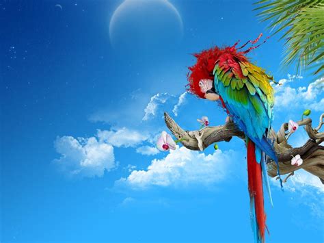 Parrot Wallpapers - Wallpaper Cave