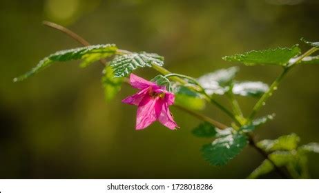 430 Salmonberry Images, Stock Photos & Vectors | Shutterstock