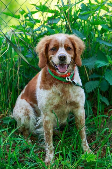 Hunting Dog Brittany Spaniel Stock Photo - Image of head, pedigree ...