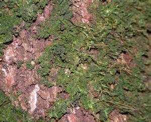 Bryophyte - Photosynthesis, Nutrients, Adaptations | Britannica