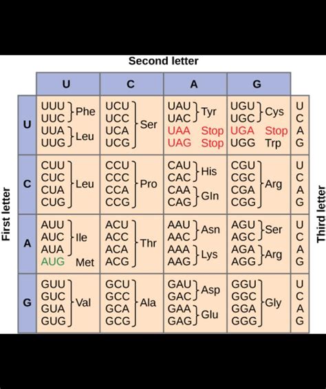 Which codon is the code for the amino acid histidine (His)? - Brainly.com