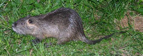 What Is Nutria;10 Facts You Must Know - What Do You Need To Know