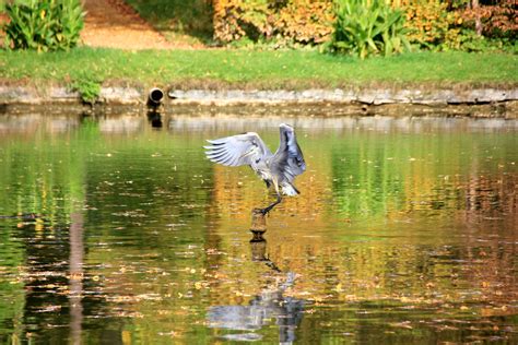 Free Images : swamp, lake, animal, fly, pond, wildlife, reflection, flight, park, fauna, duck ...