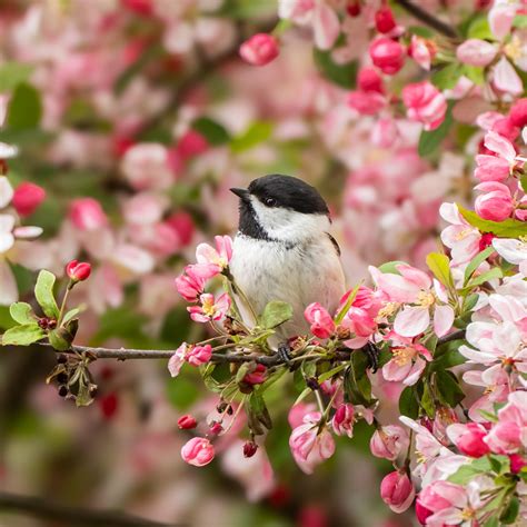 Our state bird! : r/massachusetts