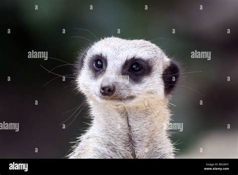 Funny meerkat hi-res stock photography and images - Alamy