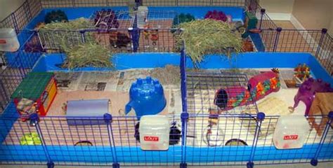 What To Donate to a Guinea Pig Rescue | blog @ wheek.it