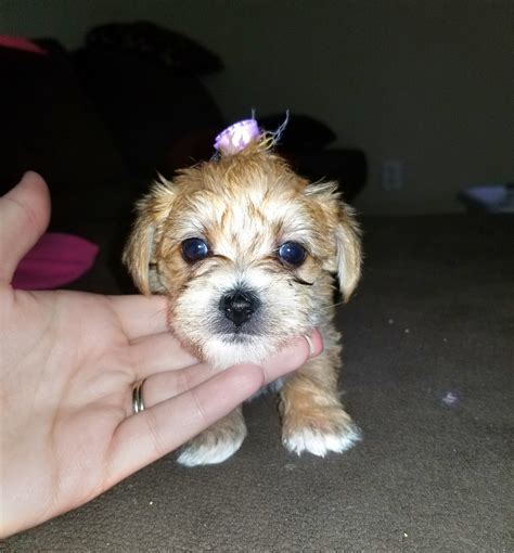 Morkie Puppies For Sale | Glendale, AZ #300377 | Petzlover