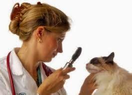 3 Ways to Tackle the Complications of Toxoplasmosis in Cats - MegaMascotas