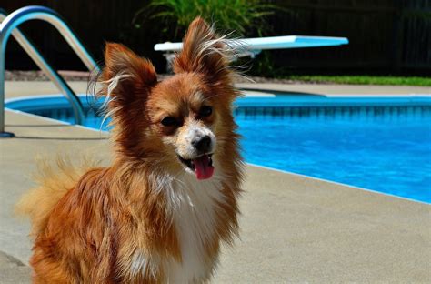 Keeping Your Pets Cool This Summer - FACE Foundation