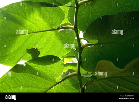 Mainau Island, Germany: at the Butterfly house. It is the second ...