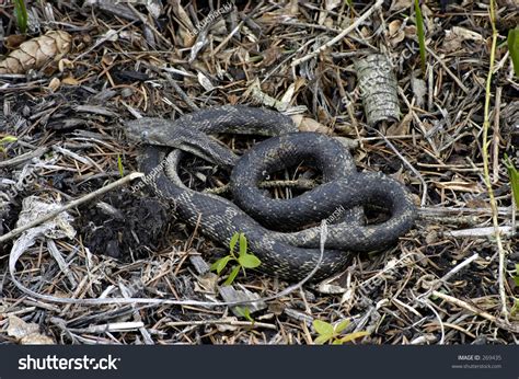 Box Snake Molting. Stock Photo 269435 : Shutterstock