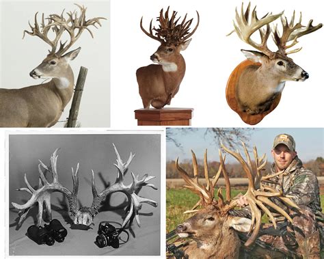 Photos and Stories of the Biggest Whitetail Deer