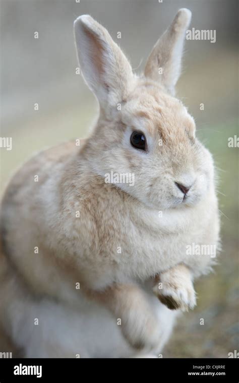 Rabbit zodiac hi-res stock photography and images - Alamy