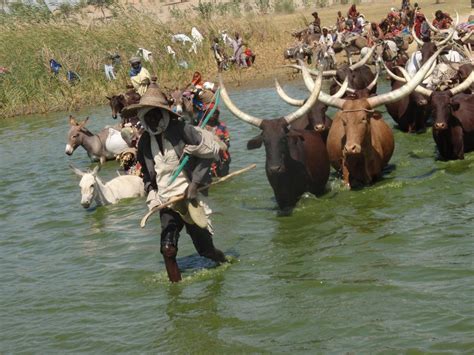 One killed by Ambororo nomads in Ibba County - South Sudan