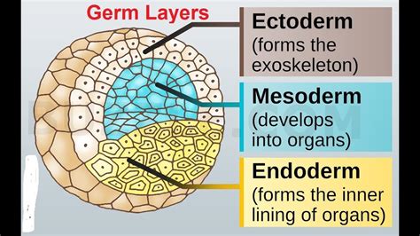 Gastrulation, Germ Layer Derivatives: 3rd week to 8th week of Development - YouTube