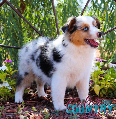 Keepers Blue Merle Male | Color Country Aussies