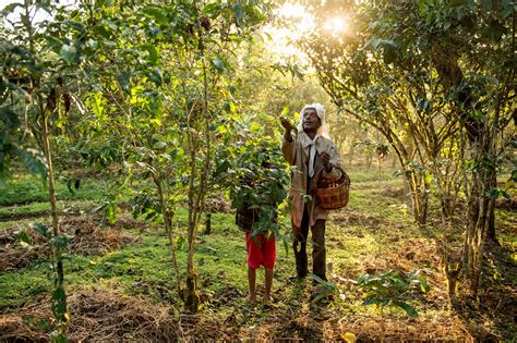 Why Ethiopian Coffee Culture is So Fascinating - the bird on fire