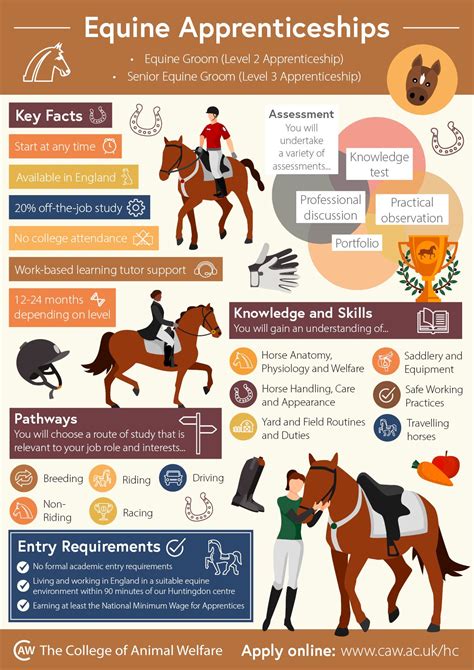 Equine Apprenticeships Infographic in 2021 | Horse care, Horse lessons, Horses