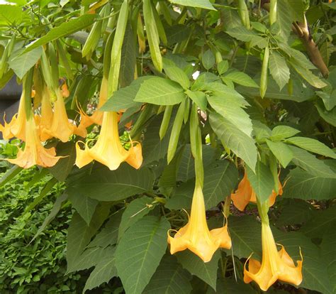 Brugmansia sp. - Yellow Angel's Trumpet - Seeds