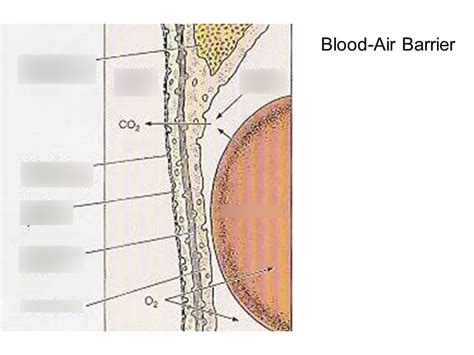 Blood Air Barrier Diagram | Quizlet