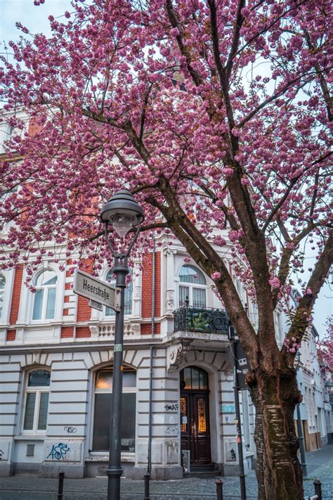 Where to Find Cherry Blossoms in Bonn, Germany [Photo Spots, Tips & More!]