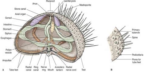 Purple Sea Urchin Anatomy