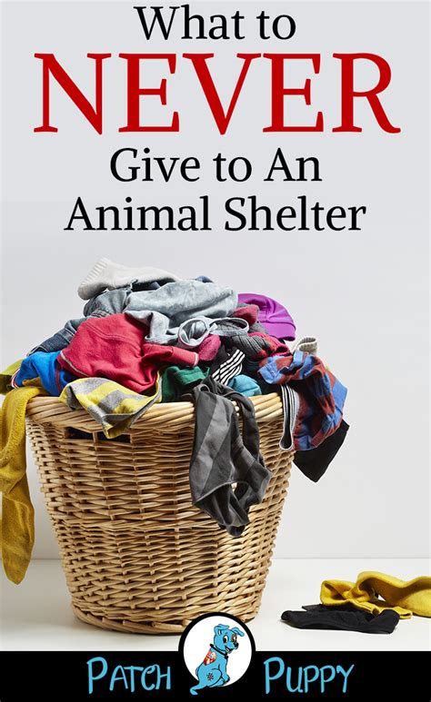 What To Donate To An Animal Shelter