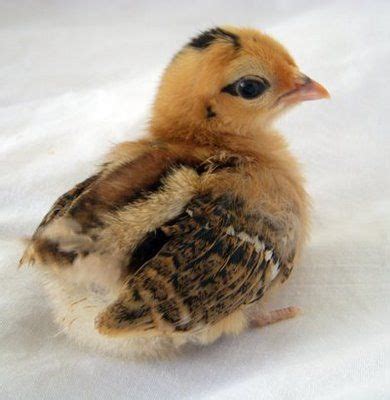 Baby Chicken | Baby chicks, Chickens backyard, Baby chickens