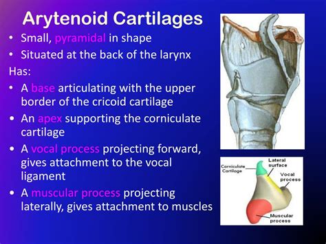 PPT - The Larynx PowerPoint Presentation - ID:417368