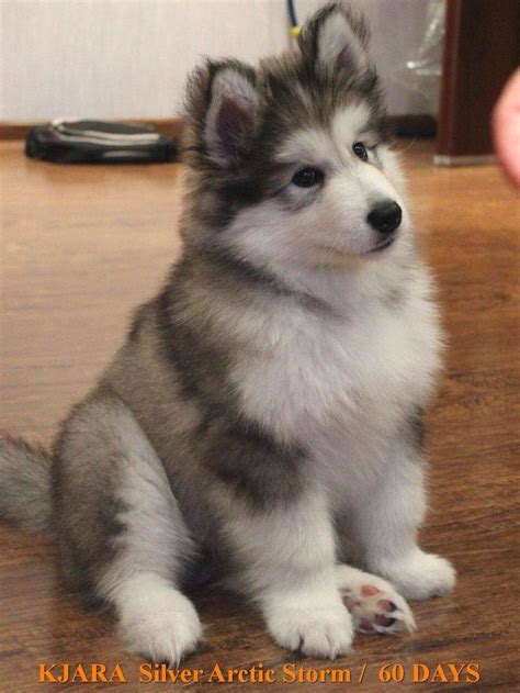 Best 20+ Giant alaskan malamute ideas on Pinterest | Alaskan malamute puppies, Malamute dog and ...