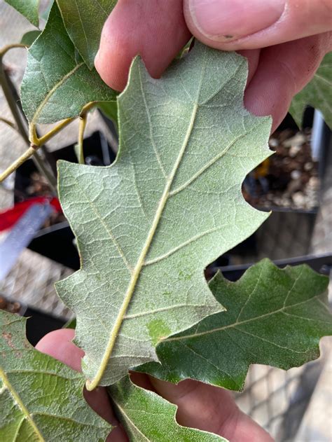 Texas oak tree thought to be extinct discovered in Big Bend National ...