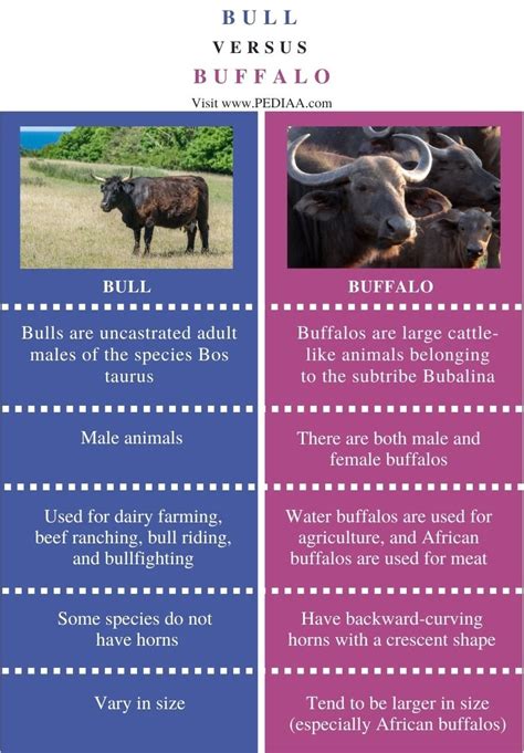 What is the Difference Between Bull and Buffalo - Pediaa.Com