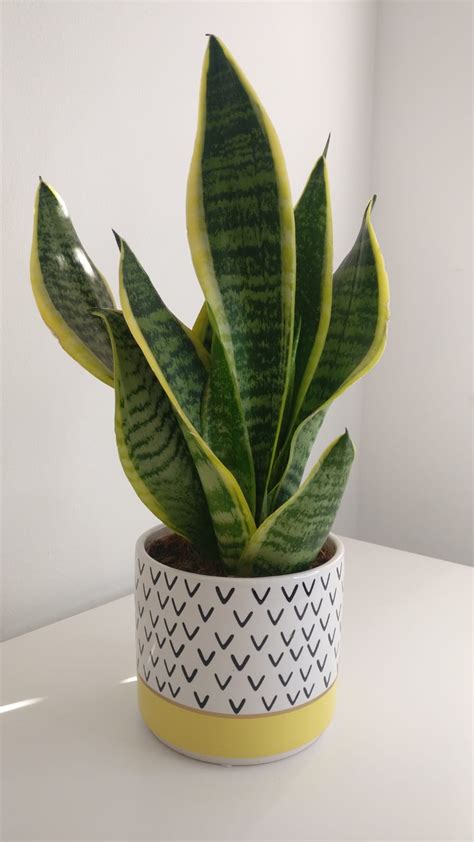 Snake Plant Small with Pot | HeyPlants