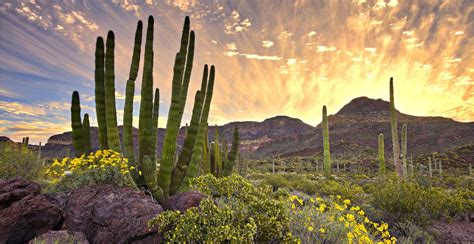 Biodiversidad sonorense: cuatro animales que no esperabas encontrar en ...