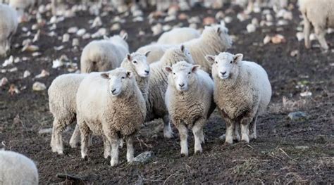 Corriedale Sheep Breed Information, History & Facts - SheepCaretaker