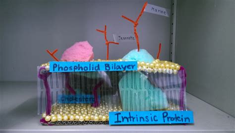 Cell Membrane Model Project