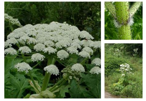 Invasive giant hogweed spreading in Ottawa, avoid contact say experts