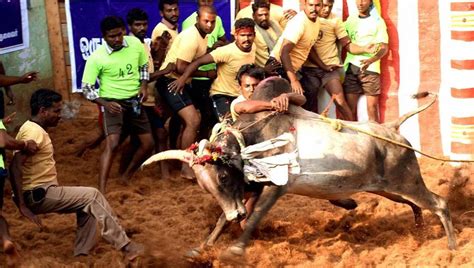 Jallikattu held in Tamil Nadu’s Alanganallur, 47 left injured | Latest ...