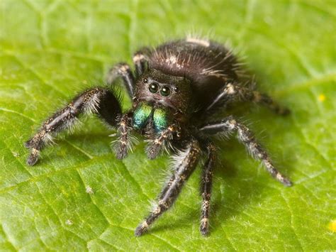 An adorable Daring Jumping Spider [Phidippus audax]... Look at those colors! : spiders