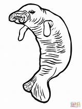 Manatees Coloring Pages  Nation sketch template